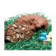 HASH EGG - Chocolate, Nuts, and Marshmallows